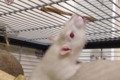 Ronnie licking the remains of a lolly