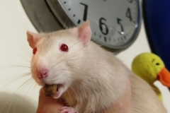 Derek with a nugget in his mouth