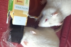 Security alert with the biscuits