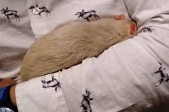 Derek asleep on my arm
