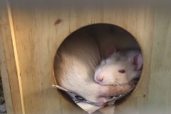 Sleeping in the house