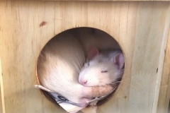 Sleeping in the house