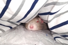 Derek cosy in the bedding