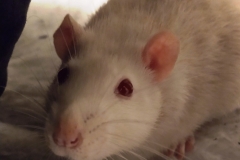 Ronnie in the bedding