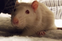 Ronnie in the bedding