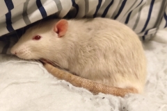 Derek relaxing in the bedding