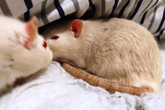 Ronnie and Derek in the bedding