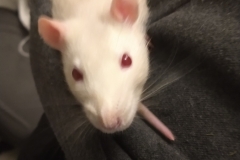 Derek hiding in my hood