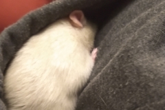 Derek hiding in my hood