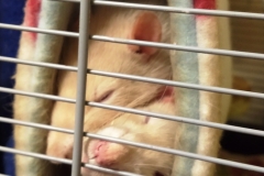 Both rats in the tube