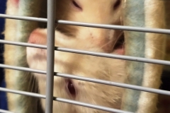 Both rats in the tube
