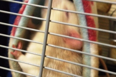 Both rats in the tube