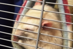 Both rats in the tube