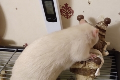 Ronnie investigating the ornament