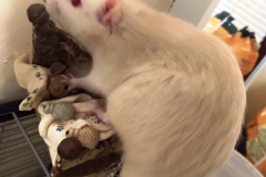 Ronnie investigating the ornament