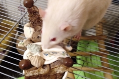 Ronnie investigating the ornament