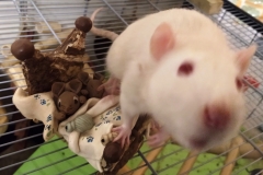 Ronnie investigating the ornament