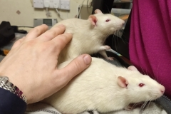 Derek enjoying a scratch with Ronnie in the foreground