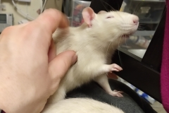 Derek enjoying a scratch with Ronnie in the foreground