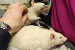 Derek enjoying a scratch with Ronnie in the foreground