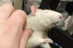 Derek enjoying a scratch
