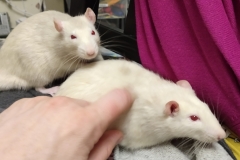 Ronnie enjoying a scratch