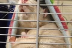 Derek squashed up against the cage after Ronnie pushed in