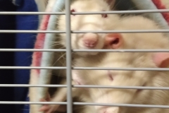 Derek squashed up against the cage after Ronnie pushed in