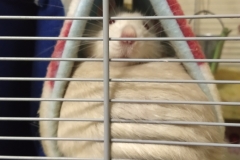 Derek trying to get out of the tunnel with Ronnie on top of him