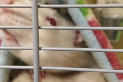 Ronnie not caring