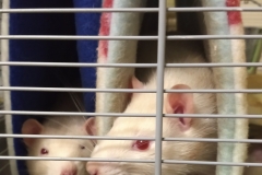 Ronnie and Derek now in separate tubes
