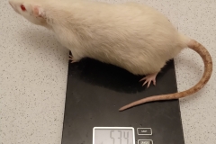 Ronnie on the scales