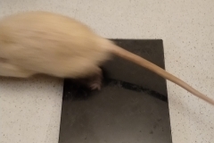 Derek off the scales