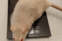 Derek off the scales