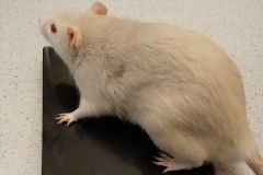 Derek on the scales
