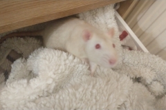 Ronnie and Derek in the drawer