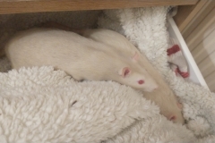 Ronnie and Derek in the drawer