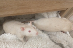 Ronnie and Derek in the drawer