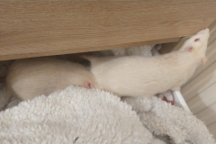 Ronnie and Derek in the drawer