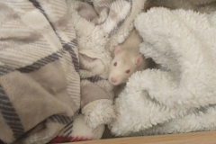 Ronnie and Derek in the drawer