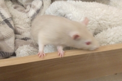 Ronnie and Derek in the drawer