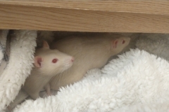 Ronnie and Derek in the drawer