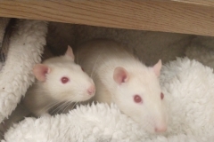 Ronnie and Derek in the drawer