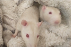 Ronnie and Derek in the drawer