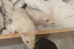 Ronnie and Derek in the drawer