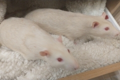Ronnie and Derek in the drawer