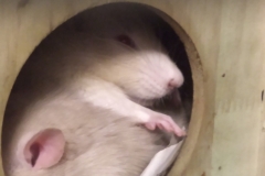 Ronnie and Derek curled up in their house
