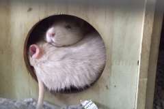 Ronnie and Derek curled up in their house