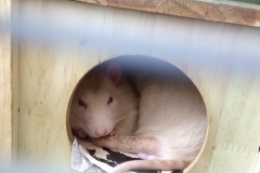 Ronnie and Derek curled up in their house