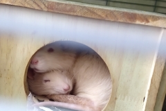 Ronnie and Derek curled up in their house